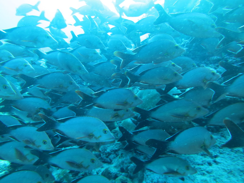 Maldives - April 2019